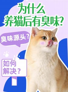 养猫后为什么有臭味？源头在哪？如何解决？